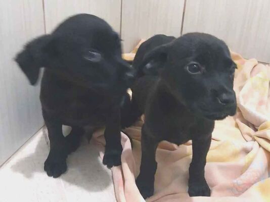 Cao - Ambos Pequeno2 a 6 meses