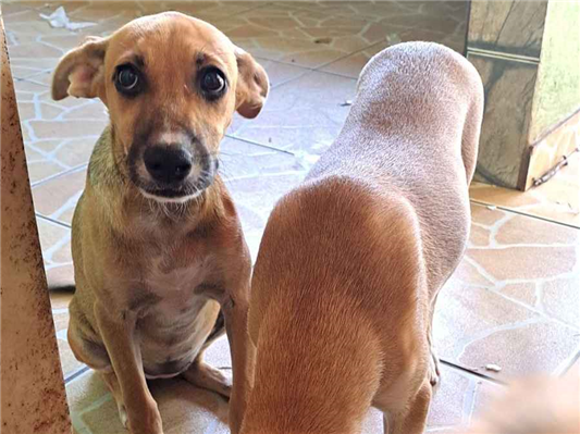 Cachorro cão para adoção Fêmea Médio  2 a 6 meses 