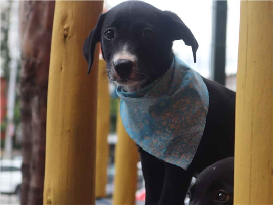 Cachorro cão para adoção Macho Médio  Abaixo de 2 meses 