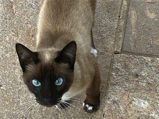 Gato - Macho Pequeno2 a 6 meses