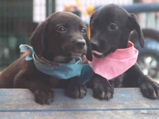 Cachorro cão para adoção Fêmea Médio  Abaixo de 2 meses 