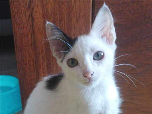 Gato para adoção Macho Pequeno Abaixo de 2 meses