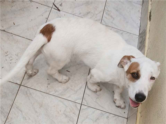 Cachorro cão para adoção Macho Médio  2 a 6 meses 