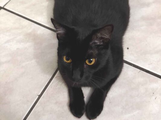 Gato Procura-Perdido Fêmea Médio 1 ano 