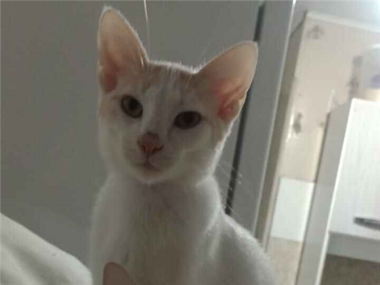 Gato para adoção Macho Pequeno 2 a 6 meses