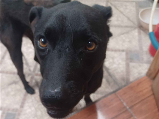 Cachorro cão para adoção Macho Médio  6 anos Acima 