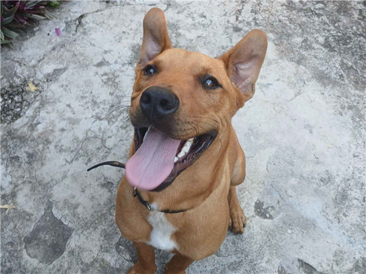 Cachorro cão para adoção Macho Médio  1 ano 