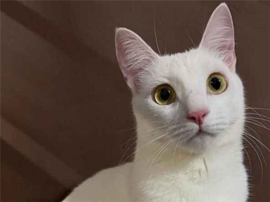 Gato para adoção Fêmea Grande 5 anos