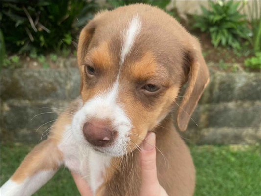 Cachorro cão para adoção Macho Pequeno 2 a 6 meses 