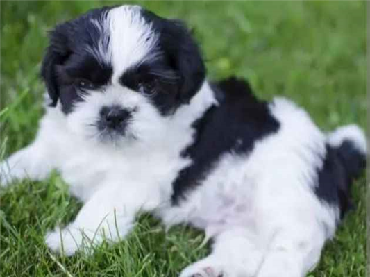 Cachorro cão para adoção Fêmea Pequeno 2 a 6 meses 