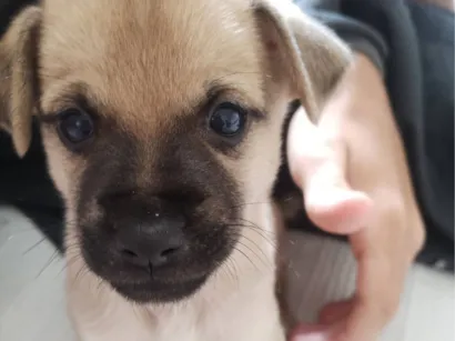 Cao SRD-ViraLata Pequeno Abaixo-de-2-meses