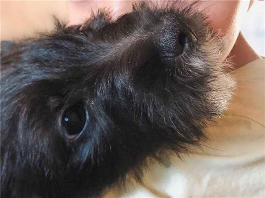 Cachorro cão para adoção Macho Médio  7 a 11 meses 