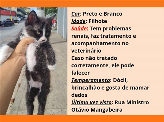 Gato Procura-Perdido Macho Pequeno 2 a 6 meses 