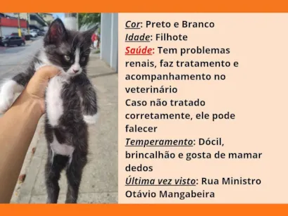 Gato SRD-ViraLata Pequeno 2-a-6-meses