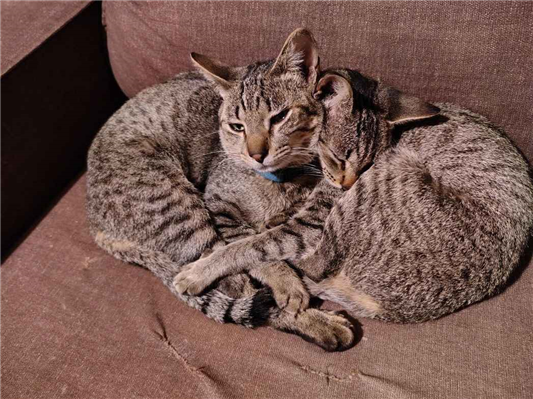 Gato para adoção Macho Pequeno 1 ano