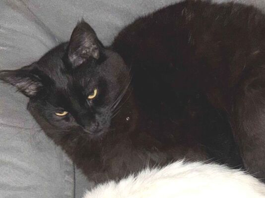 Gato para adoção Macho Médio 5 anos