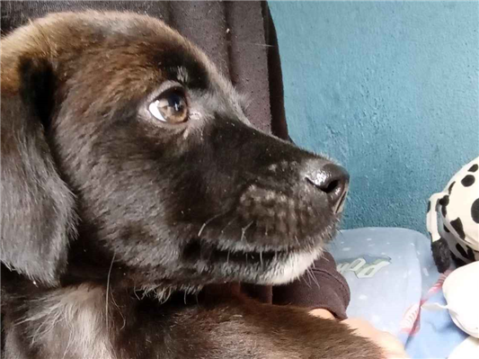 Cachorro cão para adoção Fêmea Médio  2 a 6 meses 