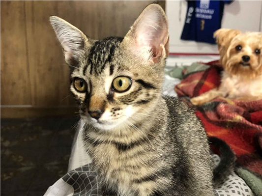 Gato para adoção Fêmea Pequeno 2 a 6 meses