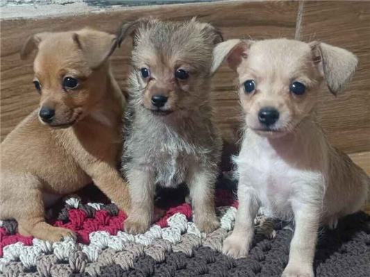 Cachorro cão para adoção Ambos Pequeno Abaixo de 2 meses 