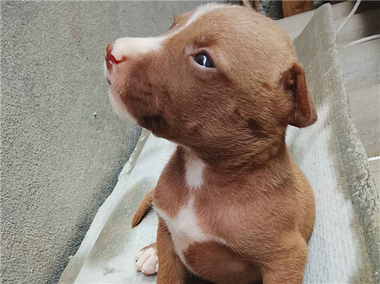 Cachorro cão para adoção Macho Pequeno Abaixo de 2 meses 