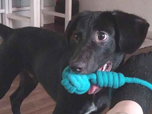 Cachorro cão para adoção Macho Médio  2 a 6 meses 
