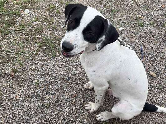 Cachorro cão para adoção Macho Médio  7 a 11 meses 