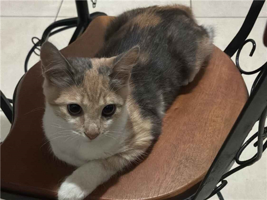 Gato para adoção Ambos Médio 2 a 6 meses