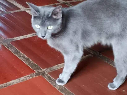 Gato SRD-ViraLata Pequeno 7-a-11-meses