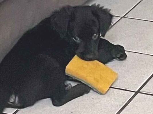 Cachorro cão para adoção Macho Pequeno 2 a 6 meses 