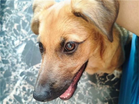 Cachorro cão para adoção Macho Médio  2 a 6 meses 