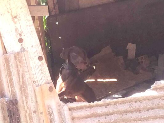 Cachorro cão para adoção Fêmea Grande 7 a 11 meses 