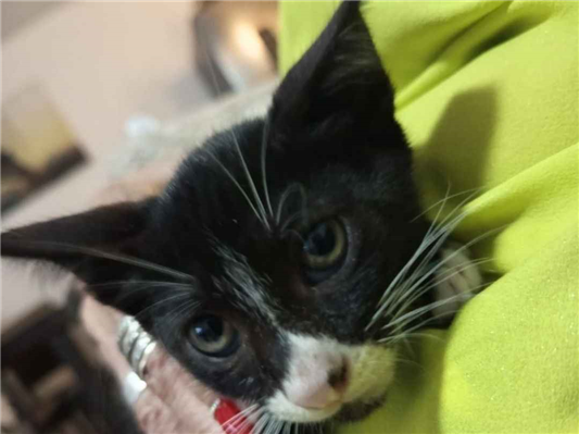 Gato para adoção Macho Pequeno 2 a 6 meses