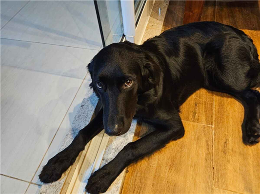 Cachorro cão para adoção Fêmea Grande 2 a 6 meses 