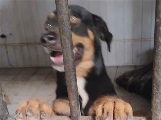 Cachorro cão para adoção Macho Médio  5 anos 