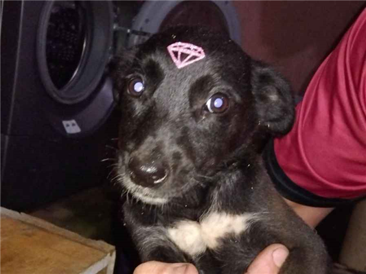 Cachorro cão para adoção Fêmea Pequeno 2 a 6 meses 