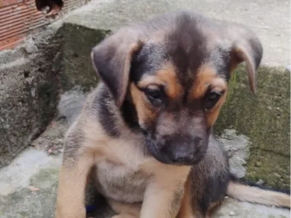 Cao SRD-ViraLata Pequeno 2-a-6-meses