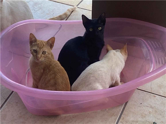 Gato para adoção Macho Pequeno 2 a 6 meses