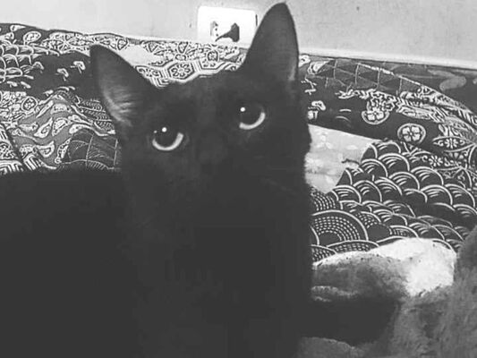 Gato para adoção Fêmea Grande 7 a 11 meses