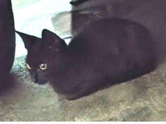 Gato para adoção Macho Pequeno 2 a 6 meses