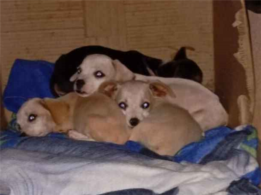 Cao - Fêmea Pequeno2 a 6 meses