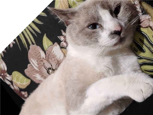 Gato para adoção Macho Médio 2 anos