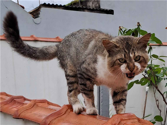 Gato para adoção Macho Pequeno 1 ano