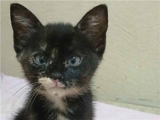 Gato para adoção Fêmea Pequeno Abaixo de 2 meses