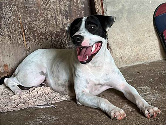 Cachorro cão para adoção Macho Grande 1 ano 
