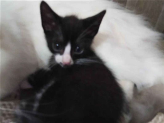 Gato para adoção Ambos Pequeno 2 a 6 meses