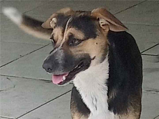 Cachorro cão para adoção Macho Médio  3 anos 