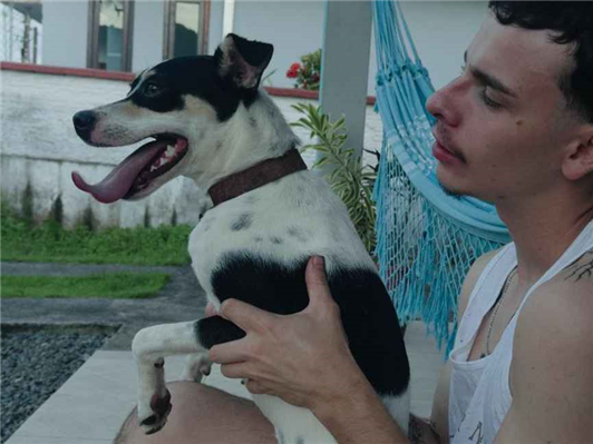 Cachorro cão para adoção Fêmea Médio  7 a 11 meses 