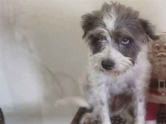 Cao Procura-Perdido Fêmea Pequeno 6 anos Acima 