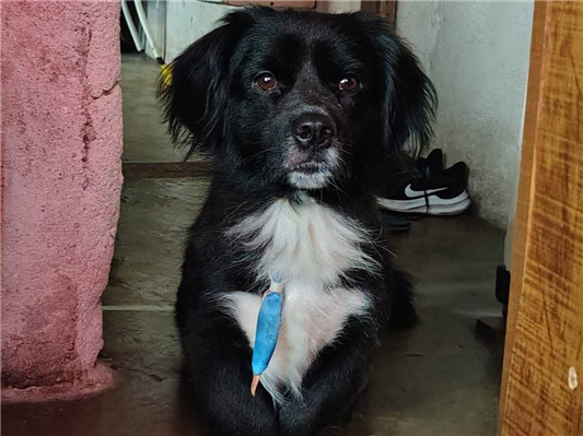 Cachorro cão para adoção Macho Pequeno 4 anos 