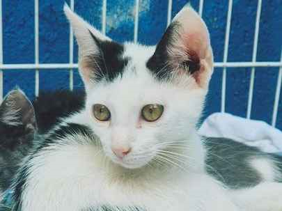 Gato para adoção Macho Pequeno 2 a 6 meses